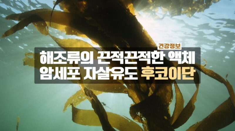 암세포 자살유도 후코이단