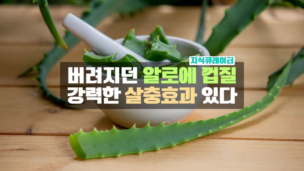 알로에 껍질 살충효과